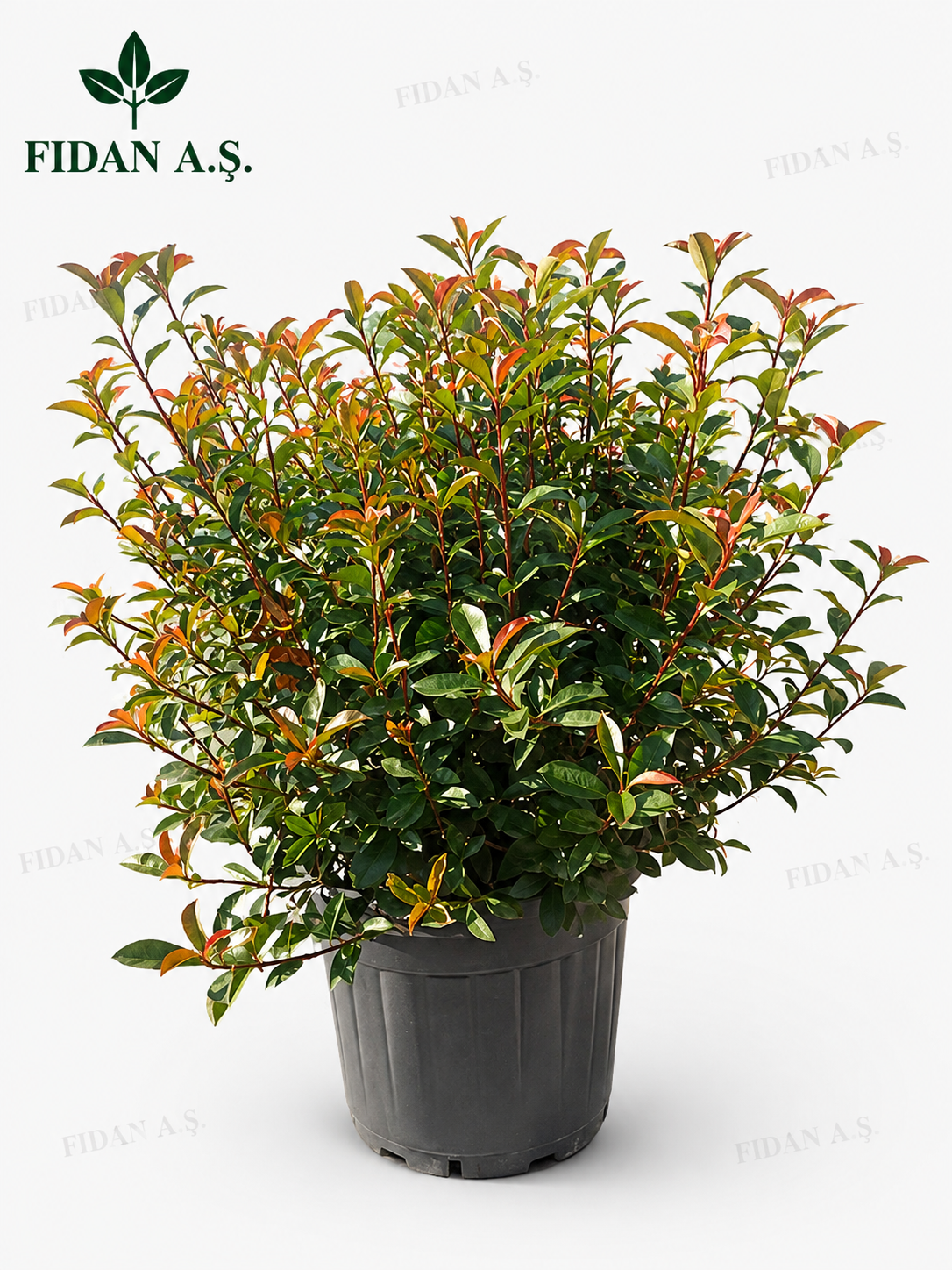 Photinia Fraseri Compacto Robusta Ball
